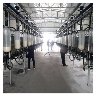 สูญญากาศอัตโนมัติ 2100L Herringbone Milking Parlour พร้อมฟังก์ชั่น Sunction
