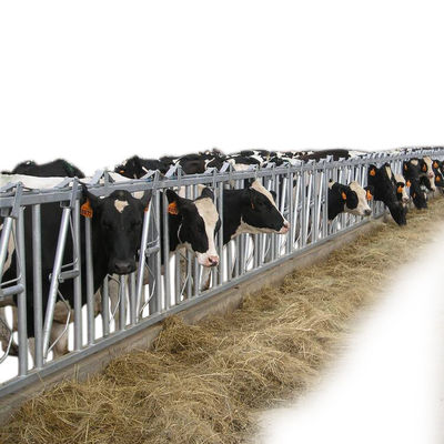 20 ชุดเครื่องจักรในฟาร์ม Dairy Cow Headlocks อุปกรณ์เครื่องจักรในฟาร์ม