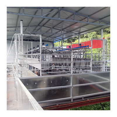 Sheep 100 Points Herringbone Milking Parlour ระบบรีดนมอัตโนมัติ