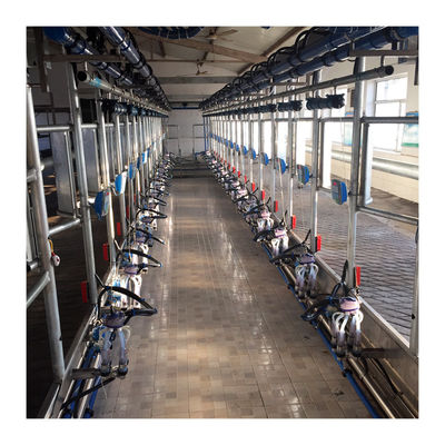 ทำงานสูญญากาศ 50KPa 2.2kw Herringbone เครื่องรีดนมสำหรับฟาร์มโคนม