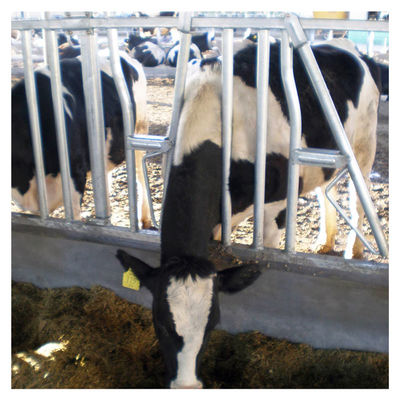 20 ชุดเครื่องจักรในฟาร์ม Dairy Cow Headlocks อุปกรณ์เครื่องจักรในฟาร์ม