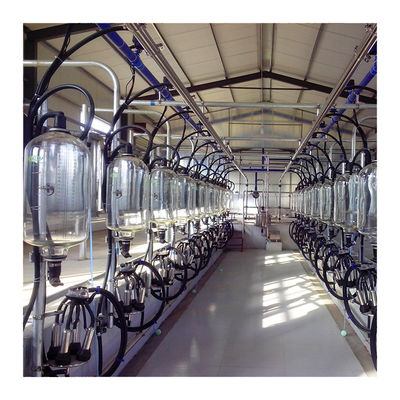 SS304 Herringbone Milking Hall ท่อพีวีซีห้องรีดนมแบบขนาน