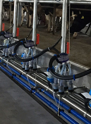 Dairy Cow Automatic Herringbone Milking Parlour กรอบชุบสังกะสีแบบจุ่มร้อน