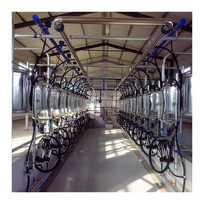 อุปกรณ์ฟาร์มโคนมอัตโนมัติ Herringbone Milking Parlour Plant Goat Cow Machine