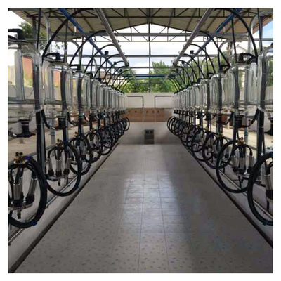 Dairy Farm Goat Cow Herringbone Milking Parlour Glass Bottle Metering System