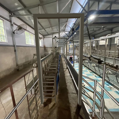 ดิจิตอลมิเตอร์ไฟฟ้า Sheep Goat Milking Parlour อุปกรณ์สภาพใหม่