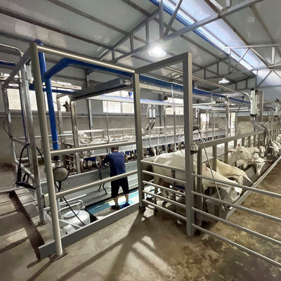 SUS304 Goat Herringbone Milking Parlour Feeding Trough ประเภทท่อทางออกด่วน