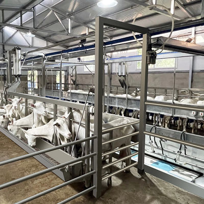 SUS304 Goat Herringbone Milking Parlour Feeding Trough ประเภทท่อทางออกด่วน