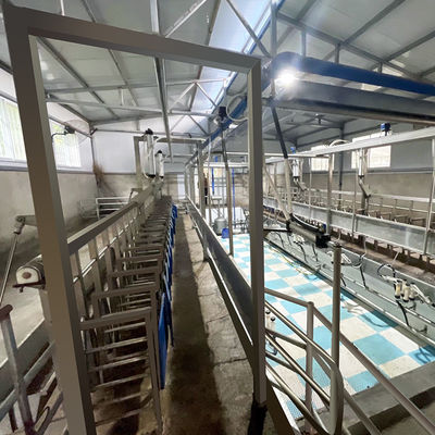 SUS304 Goat Herringbone Milking Parlour Feeding Trough ประเภทท่อทางออกด่วน