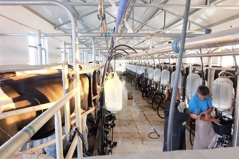 SS304 Herringbone Parlour Milking Systems อุปกรณ์โคนม